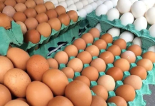 Exportações brasileiras de ovos disparam 271% em abril