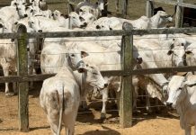 Arroba do boi se mantém em R$ 340 na região de Feira